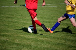 kaiyun登录入口-比利时男篮在欧洲预赛中坚持不懈，目标奥运荣誉，比利时男子篮球队